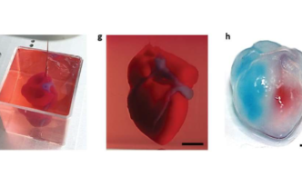 3Dプリントされた人工心臓